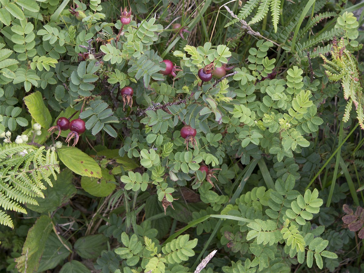 Rosa spinosissima